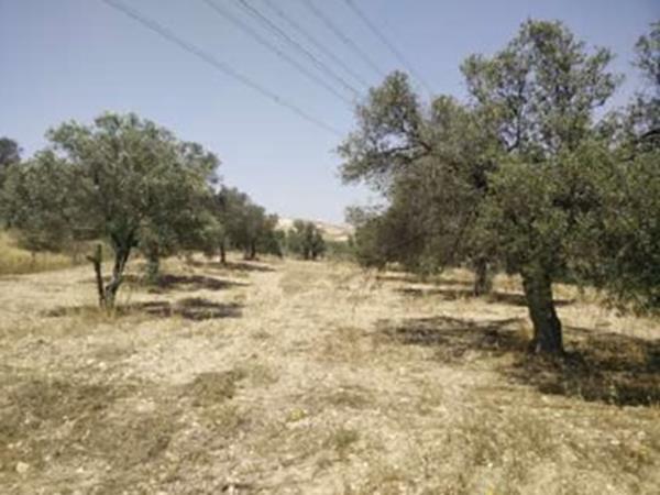 alampra