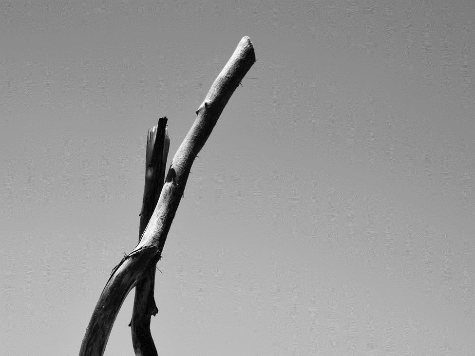 4270510858853556 image